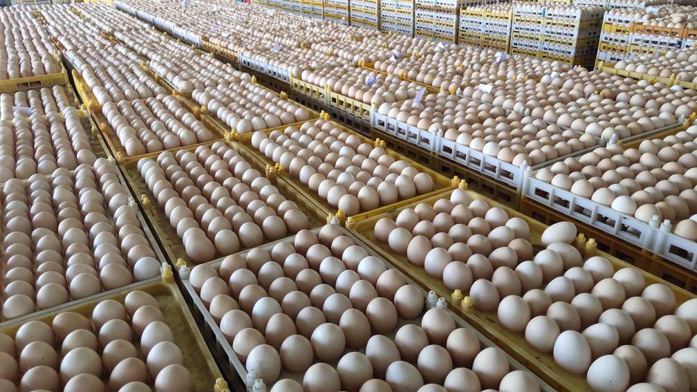四川圣迪乐村参与此次淘宝直播万人团的100万个鸡蛋.jpeg